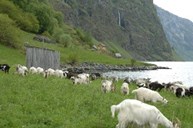 At Stokko there are once more green pastures. This marks the end of the road along the fjord. At night the goats climb up to the forest at Li where there are wild raspberries. 