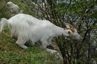 Goats are masters in balancing acts. The leaves furthest away taste best. Forunately, "Luklekvit" did not lose her footing.