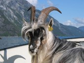 The billy goat Midjeguten in a boat on the fjord.
