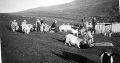 In 1978, in the valley of Gudmedalen, archaeologists found old sites and traces of bog iron forges and grazing from the Iron Age. The picture shows milking of goats about 1935.
 