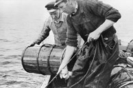 The lobster and crab fishing could both give a welcome income supplement. Bait for the crab pots was young coalfish which they caught by troll and bamboo rods. Here Karl and Jakob Storøy are hauling crab pots. 20 crabs in a pot was considered a good catch.