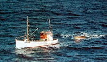 The M/S "Solundøy" from Strand took part in the tuna fishing as early as in 1951. Bjarne Strand was her skipper. Six people had invested in the seine. The following year, they had a new cruiser stern built on the vessel, and the seine was put on the stern. Later they invested in a higher wheelhouse and a much more powerful Wichmann engine below deck. The brothers Bjarne and Åsmund Strand for a period operated two tuna seines, and they rented the vessel "Hagbard" for one of them.<br />
The picture shows the "Solundøy" at sea to the west of Smøla. The vessel was later sold to Flatøy in Meland, where she took part in the brisling purse seine fisheries.