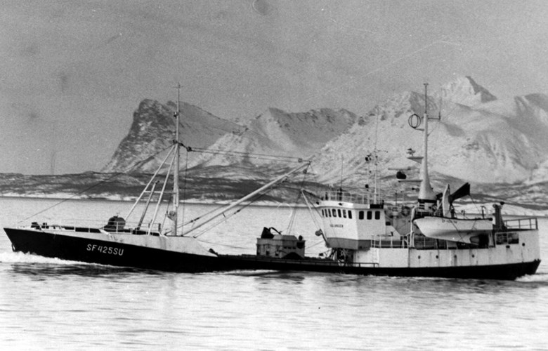 The M/S "Sulanger" with a capelin load from the Barents Sea. The vessel had the very latest in modern equipment, which was supplemented as new gear came on the market. This made the fishing more efficient and reduced the need for crew. During the ring net fishery, the number of crew was less than half the number they needed at the time the vessel first took part in the fat herring fisheries.