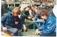 For some years the Solund Ungdomsskule (lower secondary school) offered the students a course in aquaculture. In this picture four students in Steinsund are measuring growth and cleaning the oyster cases of enemies of the oyster, which was grown in the Humlevågspollen on Nesøy.
