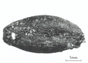 The grain of barley found in the biggest house site. The grain is dated to the period AD 685-855.