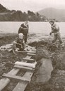 With some solid poles they were able to put the stone covered by kelp on to a sledge they had made. Harald Bakke had good assistance from Arve Sagosen and Vidar Flaten.
