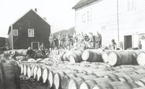 From the salting process of herring at the company of Simon Myrvang at Kalvåg. He operated a herring and fish business, later on also an oil depot.