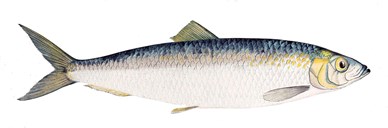 Herring (clupea harengus) is excellent food and is served in various ways. The herring has been used in the canning industry to make kippered herring. At Askvoll, fat herring milt was tinned and exported to Japan and the USA.